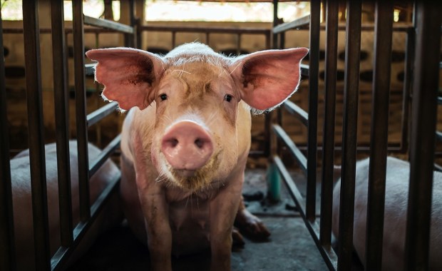 Nowe ognisko ASF na wschodzie Polski. Zwierzęta z gorączką i brakiem apetytu
