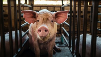 Nowe ognisko ASF na wschodzie Polski. Zwierzęta z gorączką i brakiem apetytu
