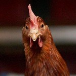 Nowe ognisko ptasiej grypy
