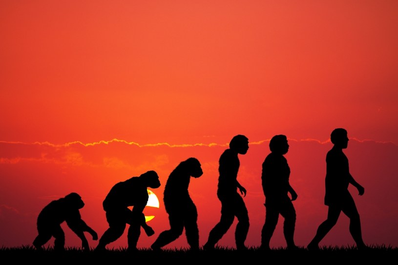 Nowe ogniwo w łańcuchu ewolucji człowieka? /123RF/PICSEL