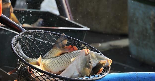 Nowe Prawo wodne uderzy w gospodarstwa rybackie /AFP