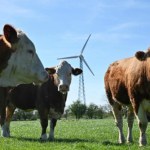 antybiotyki Nowe przepisy UE od 8 sierpnia. Chodzi o antybiotyki dla zwierząt