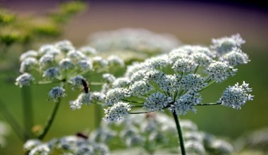 Nowe przepisy w Europie? Właściciel gruntu miałby zwalczać te gatunki