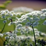 Nowe przepisy w Europie. Właściciel gruntu musi teraz zwalczać te gatunki