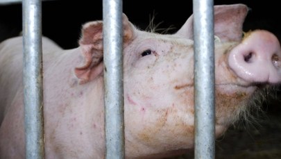 Nowe restrykcje dla rolników w związku z ASF