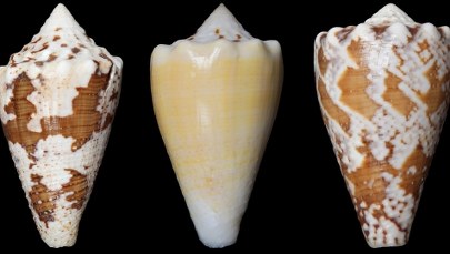 Nowe sposoby na ból?