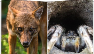 Nowe węże, tarantula i szakal. Mogą pojawić się w Polsce już w tym roku