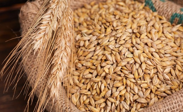 Nowe zakazy importu z Ukrainy? "Nic alarmującego się nie dzieje"