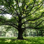 Nowe zasady wycinki drzew. Każdy będzie mierzył obwód
