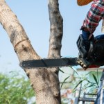 ​Nowe zasady wycinki drzew od marca. Sprawdź, kiedy potrzebujesz zezwolenia