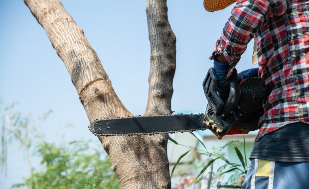 ​Nowe zasady wycinki drzew od marca. Sprawdź, kiedy potrzebujesz zezwolenia