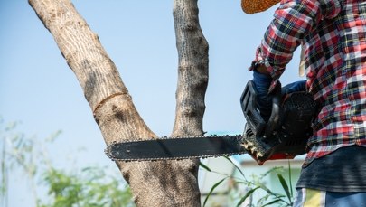 ​Nowe zasady wycinki drzew od marca. Sprawdź, kiedy potrzebujesz zezwolenia