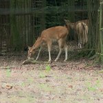 Nowi goście w Krakowie. Mają cechy jelenia, krowy i osła