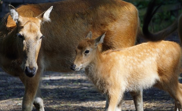 Nowi lokatorzy we wrocławskim ZOO! Zachwycają swoim urokiem