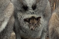 Nowi mieszkańcy wrocławskiego ZOO. To małe walabie 