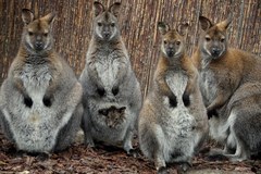 Nowi mieszkańcy wrocławskiego ZOO. To małe walabie 