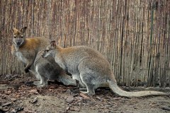 Nowi mieszkańcy wrocławskiego ZOO. To małe walabie 