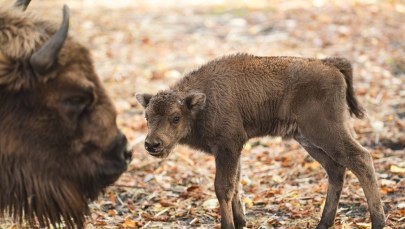 Nowi mieszkańcy wrocławskiego ZOO. To małe żubry