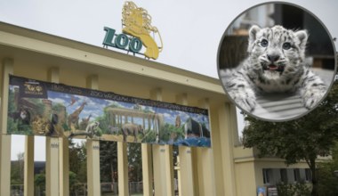 Nowi mieszkańcy wrocławskiego zoo. Zwiedzający mogą już podziwiać "najsłodsze zwierzęta świata"