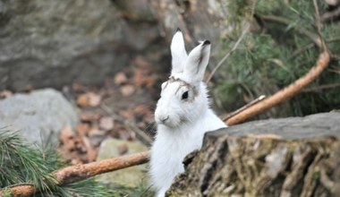 Nowi mieszkańcy wrocławskiego zoo