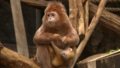 Nowi mieszkańcy zoo w Łodzi. To rzadkie małpy lutungi