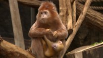 Nowi mieszkańcy zoo w Łodzi. To rzadkie małpy lutungi