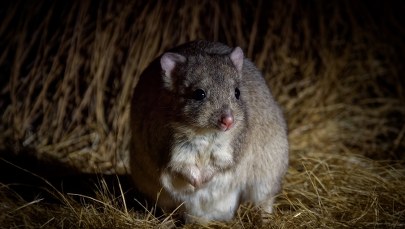 Nowi niezwykli lokatorzy w poznańskim ZOO