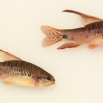 Nowo odkryte gatunki ryb narażone na wyginięcie