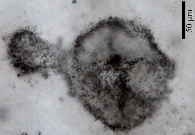 Nowo odkryte skamieniałości zawierające cyjanobakterie są naprawdę dziwne /materiały prasowe