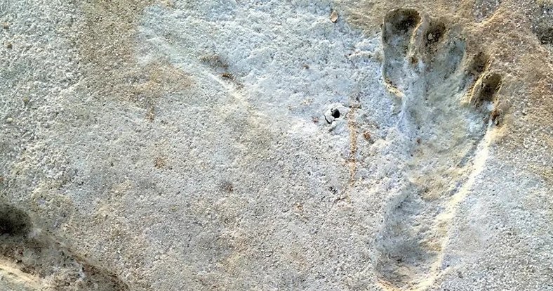 Nowo odkryte ślady stóp w Nowym Meksyku /materiały prasowe