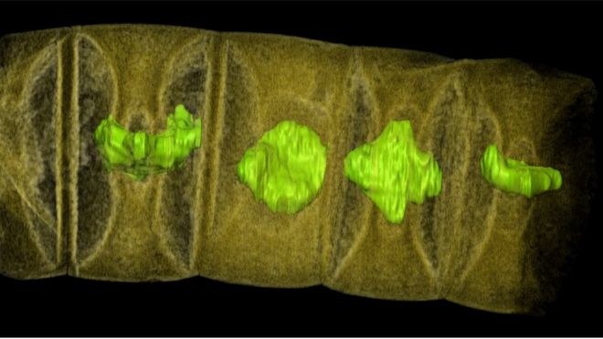 Nowo odkryte struktury przypominające algi /fot. Stefan Bengston /materiały prasowe