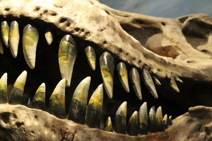Nowo odkryte szczątki T.rexa ujawniają dodatkowe informacje o badaniu płci dinozaurów /123RF/PICSEL
