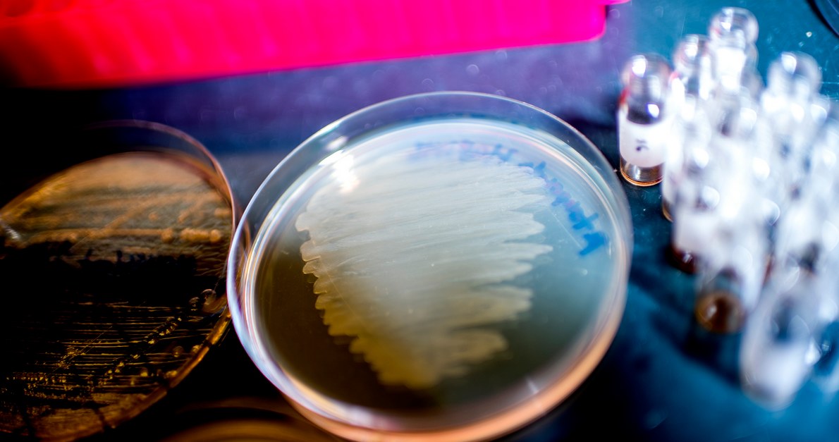 Nowo odkryty antybiotyk pochodzi z jelit nicieni /materiały prasowe
