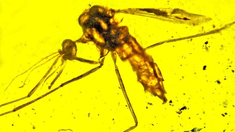 Nowo odkryty gatunek komara Priscoculex burmanicus /materiały prasowe