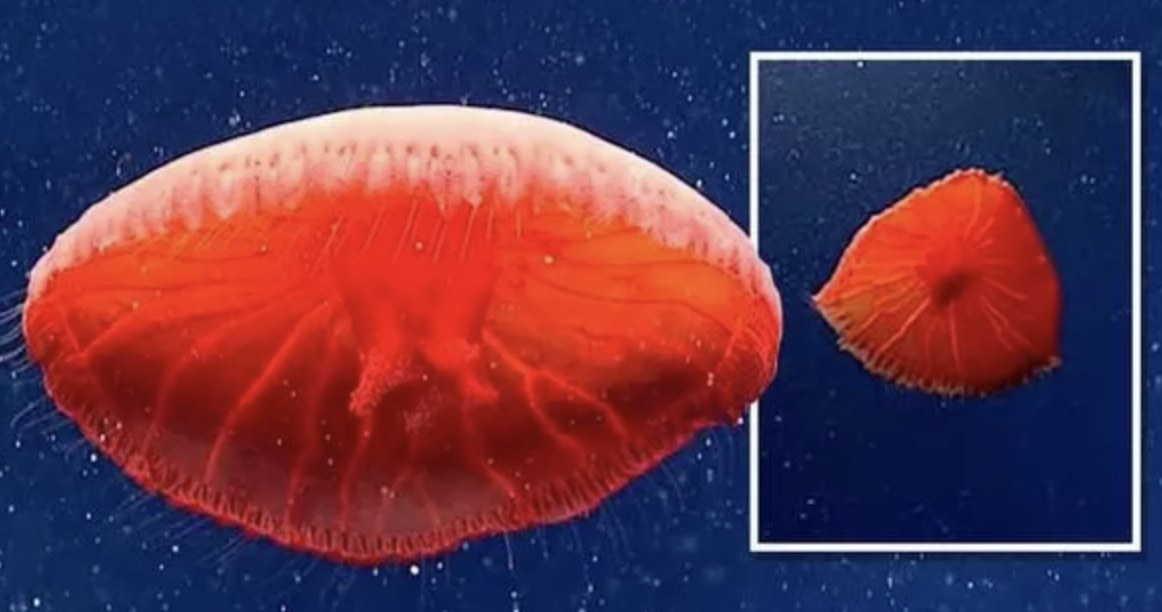 Nowo odkryty gatunek meduzy z rodzaju Poralia /materiały prasowe