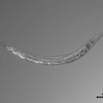 Nowo odkryty gatunek nicienia ma trzy płcie