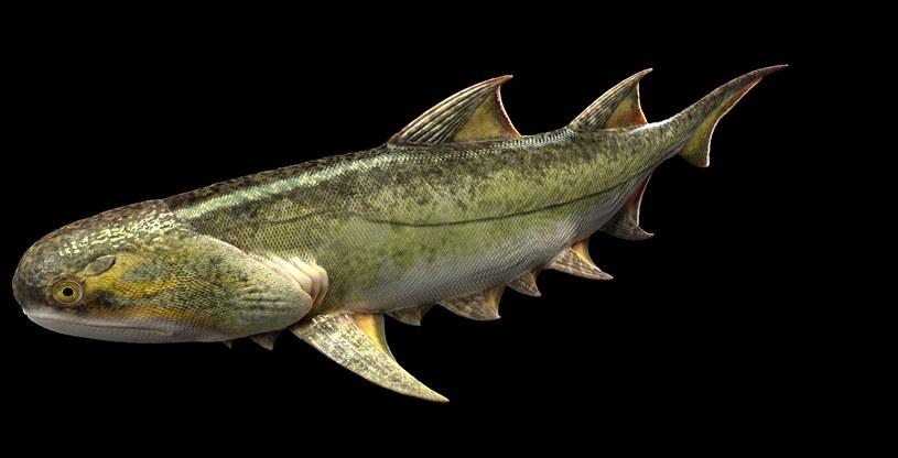Nowo odkryty gatunek prehistorycznej ryby może wypełnić kilka luk w ewolucji zwierząt na Ziemi /Zrzut ekranu/Ancient 'shark' from China may be humans' oldest jawed ancestor/ Science X: Phys.org, Medical Xpress, Tech Xplore /YouTube