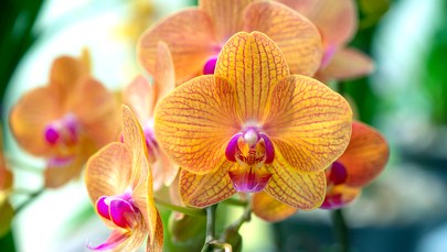 Nowo odkryty gatunek storczyka nazwany na cześć walczącej Ukrainy