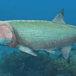 Nowo odkryty gatunek wymarłej ryby