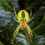 Nowo odkryty pająk buduje niezwykle skomplikowane sieci