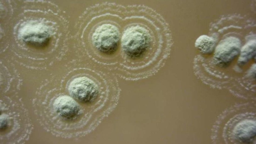 Nowo odkryty szczep bakterii Streptomyces myrophorea /materiały prasowe