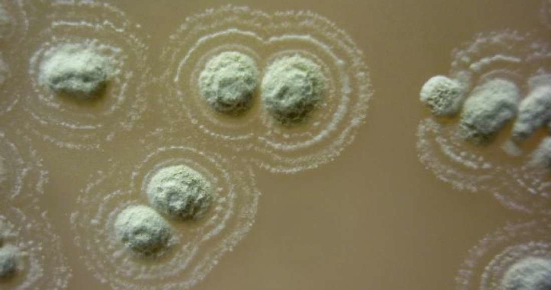 Nowo odkryty szczep bakterii Streptomyces myrophorea /materiały prasowe