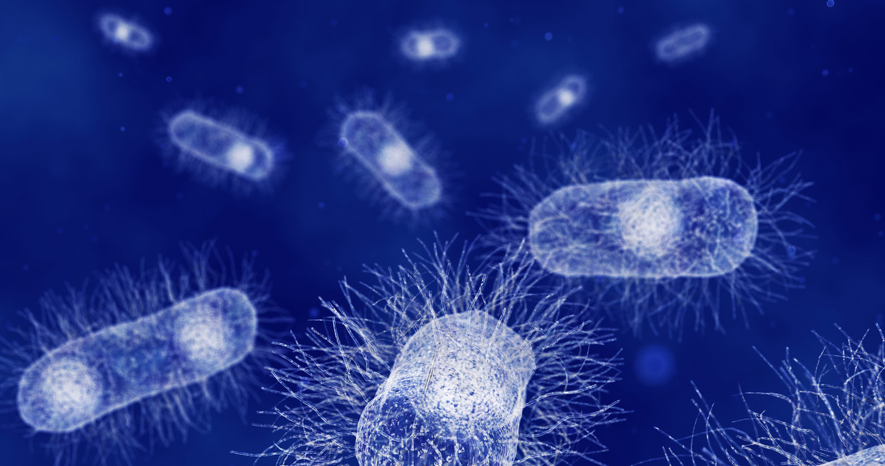 Nowo odkryty typ faga atakuje bakteri E.coli /123RF/PICSEL