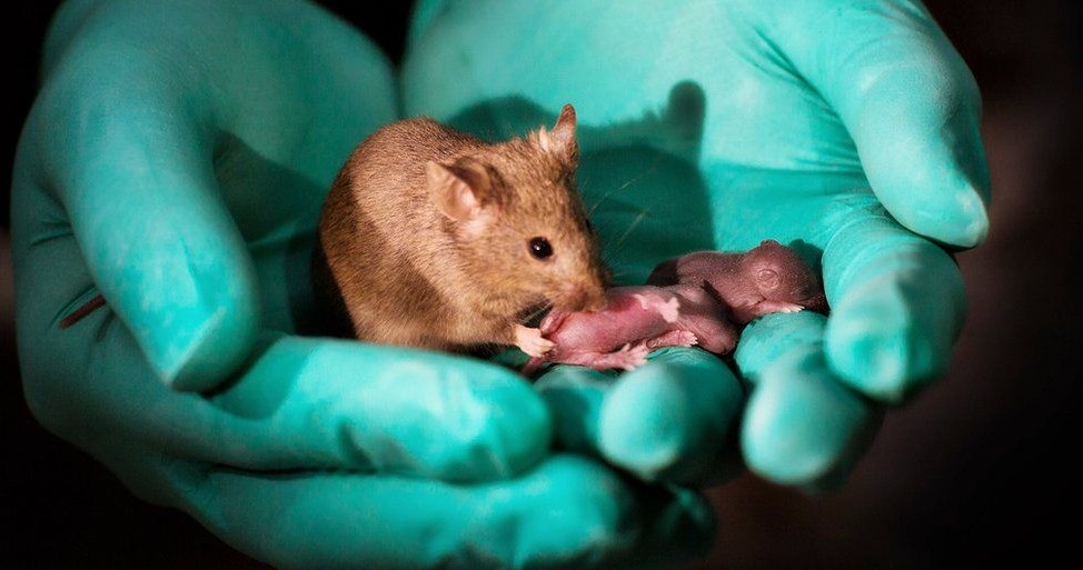 Nowo wyhodowane myszy mają dwie matki i żadnego ojca /Fot. Leyun Wang /materiały prasowe