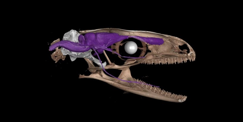 Nowoczesne technologie pozwalają na stworzenie wyjątkowych wewnętrznych skanów /Florida Museum/ Scientists CT scanned thousands of natural history specimens, which you can access for free /YouTube