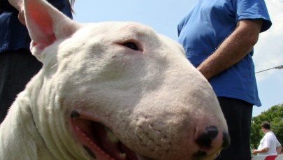 Nowofundland, pudel i... bulterier. Te rasy psów będą odpowiednie dla rodzin z dziećmi