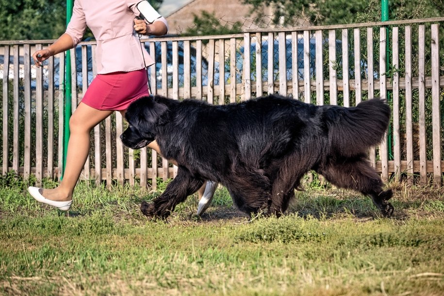 Nowofundland /Shutterstock