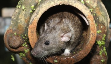 Nowojorskie szczury - tykająca bomba biologiczna