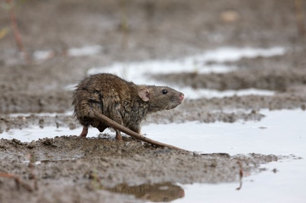 Nowojorskie szczury wędrowne stanowią coraz poważniejszy problem /123RF/PICSEL