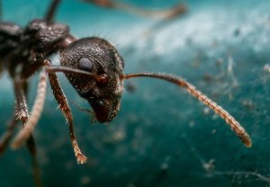 Nowoodkryta skamielina królowej mrówek może wywrócić obowiązującą do tej pory hipotezę